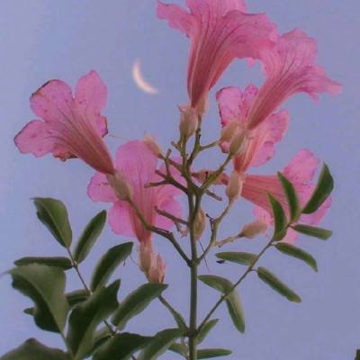 宝博游戏手机app下载